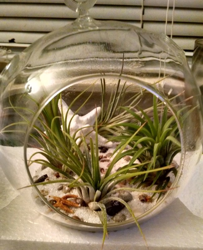 Happy Little Air Plant Family!
